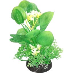 Plantă de acvariu cu frunze verzi mari, cu flori mici albe și verzi (12 cm)