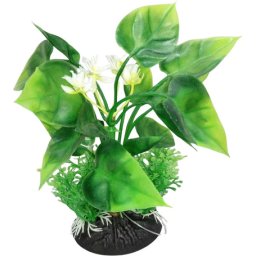 Plantă de acvariu cu frunze mari în formă de inimă, flori albe și mici plante verzi (12 cm)