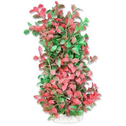 Happet plantă de acvariu cu frunze roșii-verzi (4F26) (10 cm)