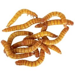 Panzi viermi de fâină uscați 400 ml