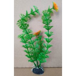Planta de acvariu Ambulia cu frunze verzi și flori portocalii (20 cm)