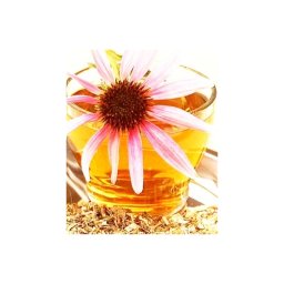 CEAI DE ECHINACEEA 20DZX1.5GR, DOREL PLANT
