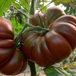 Seminte tomate CAPPUCCINO F1 (100 sem)