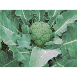 Seminte broccoli GENTLEMEN F1 (1000 sem)- 1+1 GRATUIT