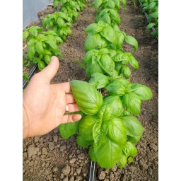 Seminte busuioc verde GECOM (100 grame)