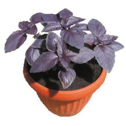 Seminte busuioc rosu RED RUBIN (50 grame)