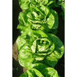 Seminte salata MIRELLA (5000 drajeuri)- 1+1 GRATUIT