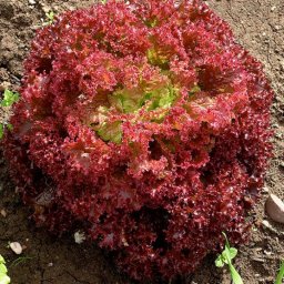 Seminte salata LOLLO ROSSA (5000 drajeuri)- 1+1 GRATUIT