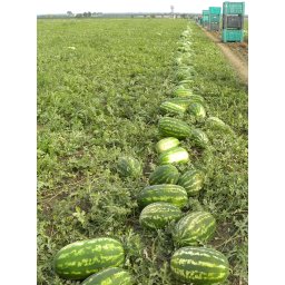 Seminte pepene verde TRIUMPH F1 (250 sem)