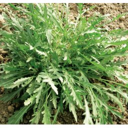 Seminte rucola WILD ROCKET (100 grame)- 1+1 GRATUIT