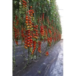 Seminte tomate WANDA F1 (250 sem)