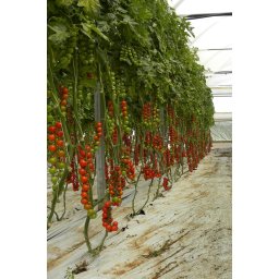 Seminte tomate PRALYNA F1 (100 sem)