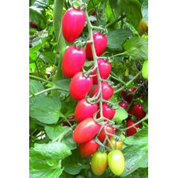 Seminte tomate ROSSETTO F1 (100 sem)- 1+1 GRATUIT
