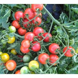Seminte tomate WELCOME F1 (250 sem)- 1+1 GRATUIT