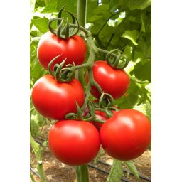 Seminte tomate WILLY F1 (250 sem)- 1+1 GRATUIT