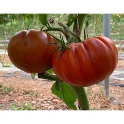 Seminte tomate MARMALYSA F1 (100 sem)