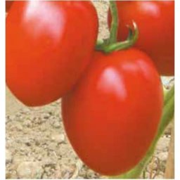 Seminte tomate FESTAS F1 (250 sem)- 1+1 GRATUIT
