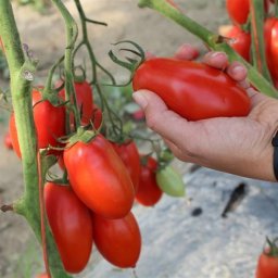 Seminte tomate TORRANO F1 (100 sem)