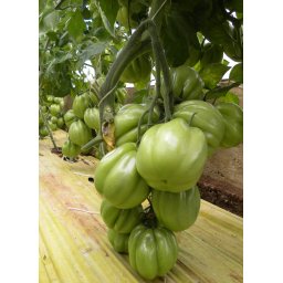 Seminte tomate CICERONE F1 (100 sem)