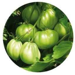 Seminte tomate SENECA F1 (250 sem)