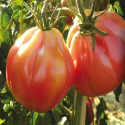 Seminte tomate TANCREDI (100 sem)