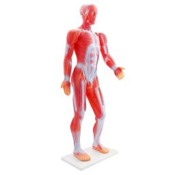 Mulaj sistem muscular 85 cm