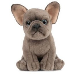 Catelus de plus Bulldog