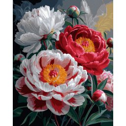 Set pictura pe numere, cu sasiu, Bujori infloriti, 40x50 cm