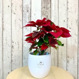 Planta Euphorbia "Steaua Craciunului