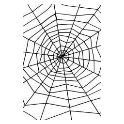 Panza de paianjen neagra
