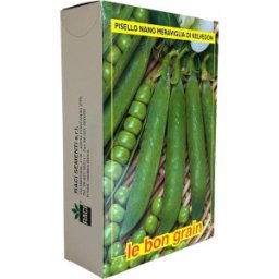 Seminte de Mazare, Kelvedon, 1 kg, Raci Sementi