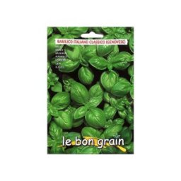 Set 4 x Seminte de Busuioc Verde, Genovese, 5 g, Raci Sementi