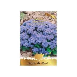 Set 4 x Seminte Flori Pufuleti Albastri Agerato, 1 g, Raci Sementi