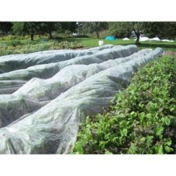 Material Termoprotectie Reicrop, P22, Netesut, Polipropilena, 13.6 x 100 m, Novagryl