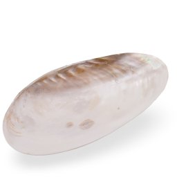 Cochilie scoica alba naturala 28cm