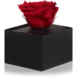 RoseAmor Red trandafir stabilizat în cutie 1 buc