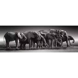Colecție de Înaltă Calitate: Puzzle cu turmă de elefanți uriași - 1000 piese
