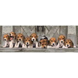 Clementoni: Puzzle panoramic câini Beagle - 1000 piese