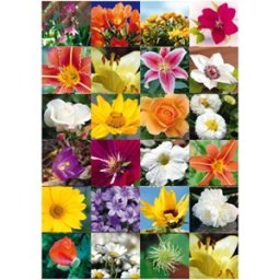 Abtibild decor cu flori, Herma