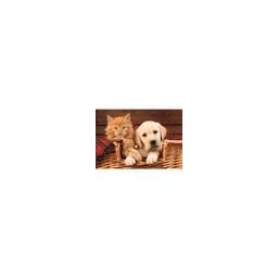 Puzzle Trefl 500 de piese model pisica si catel