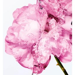 Dior Miss Dior Comforting Body Lotion With Rose Wax Miss Dior Rose Lait Corps