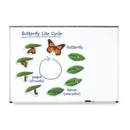 Set magnetic educativ - Ciclul de viata al fluturelui pentru copii