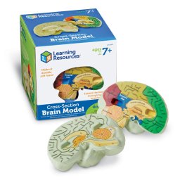 Model educational sectiune creier uman pentru copii 7+