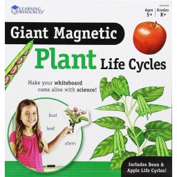 Set magnetic educativ Ciclul vietii plantelor cu fasole si mar