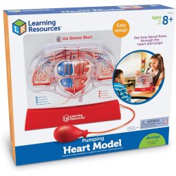 Macheta educativa a inimii cu pompa manuala pentru circulatia sangelui