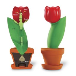 Model educativ de sectiune a florii tip lalea, 15 cm