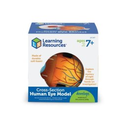 Model anatomic sectiune ochi pentru copii, educativ, 13 cm