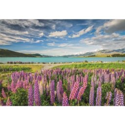 Colecție de înaltă calitate: Floare Lupin la Lacul Tekapo puzzle - 1500 de piese