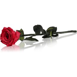 RoseAmor Red trandafir stabilizat pe tulpină 30 cm 1 buc