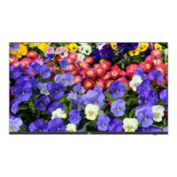 Monitor LED 4K UHD 43 inch ultra-slim cu 2x HDMI, 2x DP si audio UNV